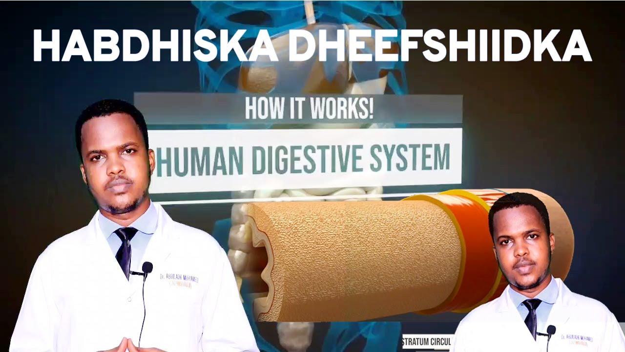 HABDHISKA DHEEFSHIIDKA (human digestive system) @DrJowhari