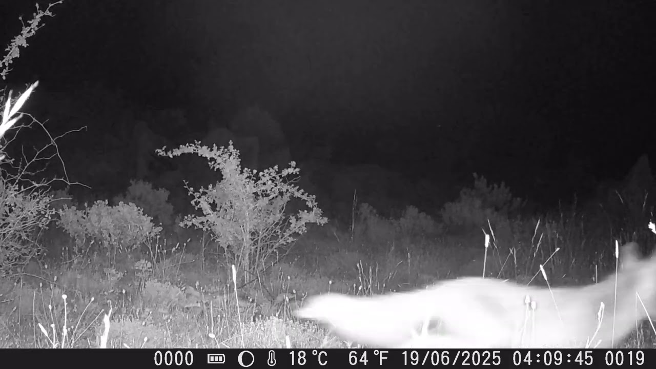 Vulpes vulpes (zorro común) comportamiento nocturno 6/25