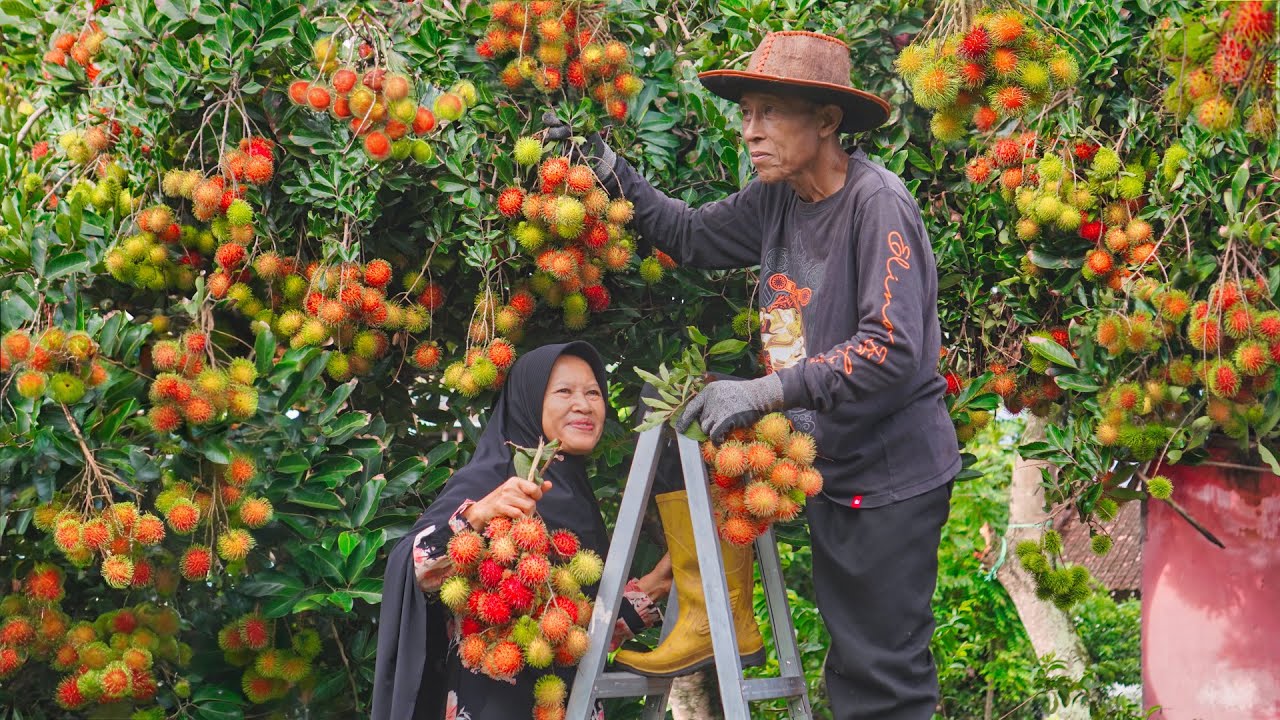 Panen Rambutan Manis di Kebun | Masak Bakso Ayam Rambutan Komplit, dan Asinan Rambutan