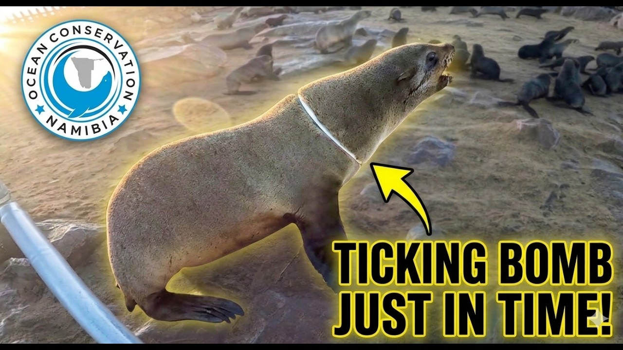 Seal Rescue: A Simple Cut, A Lifetime of Freedom