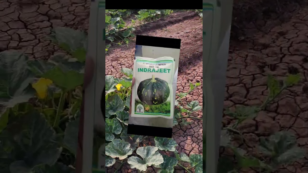 काशी भोपळा  भरघोस उत्पादन  देणारे  पीक 