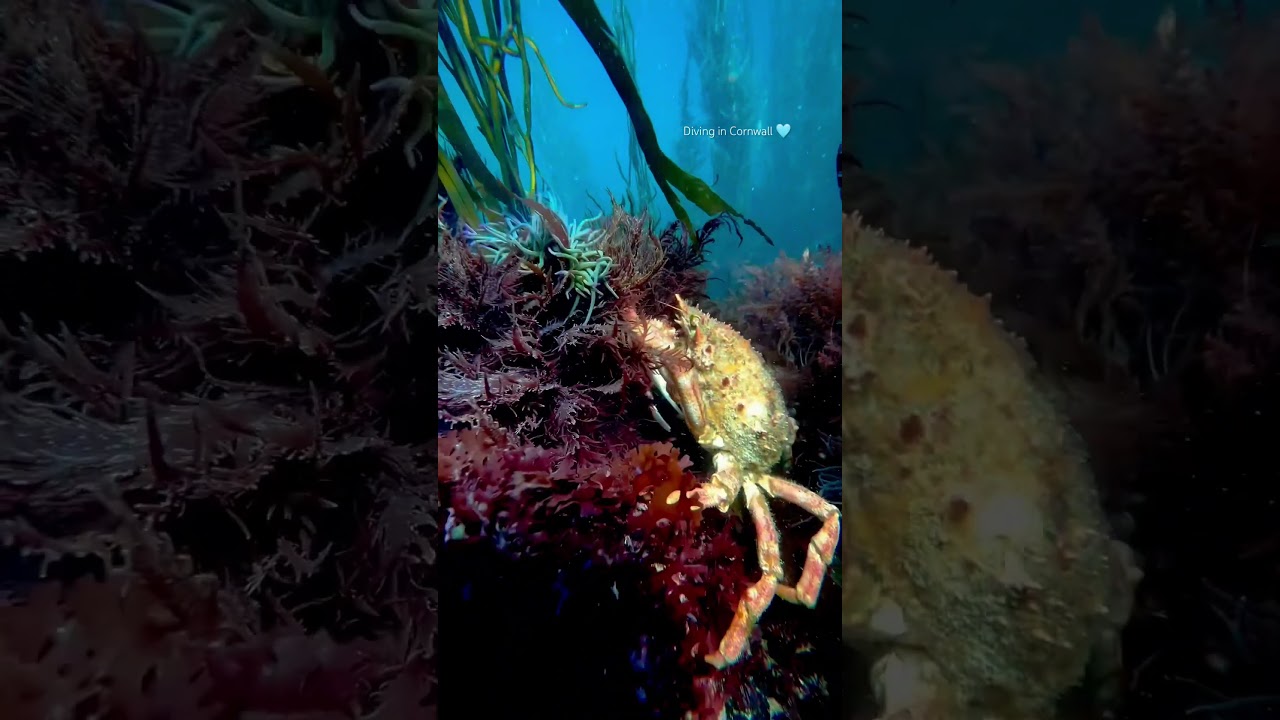 Spider crab in Cornwall! #cornwall #cornishcoast #cornwalluk #freediving #ukdiving #spidercrab #crab