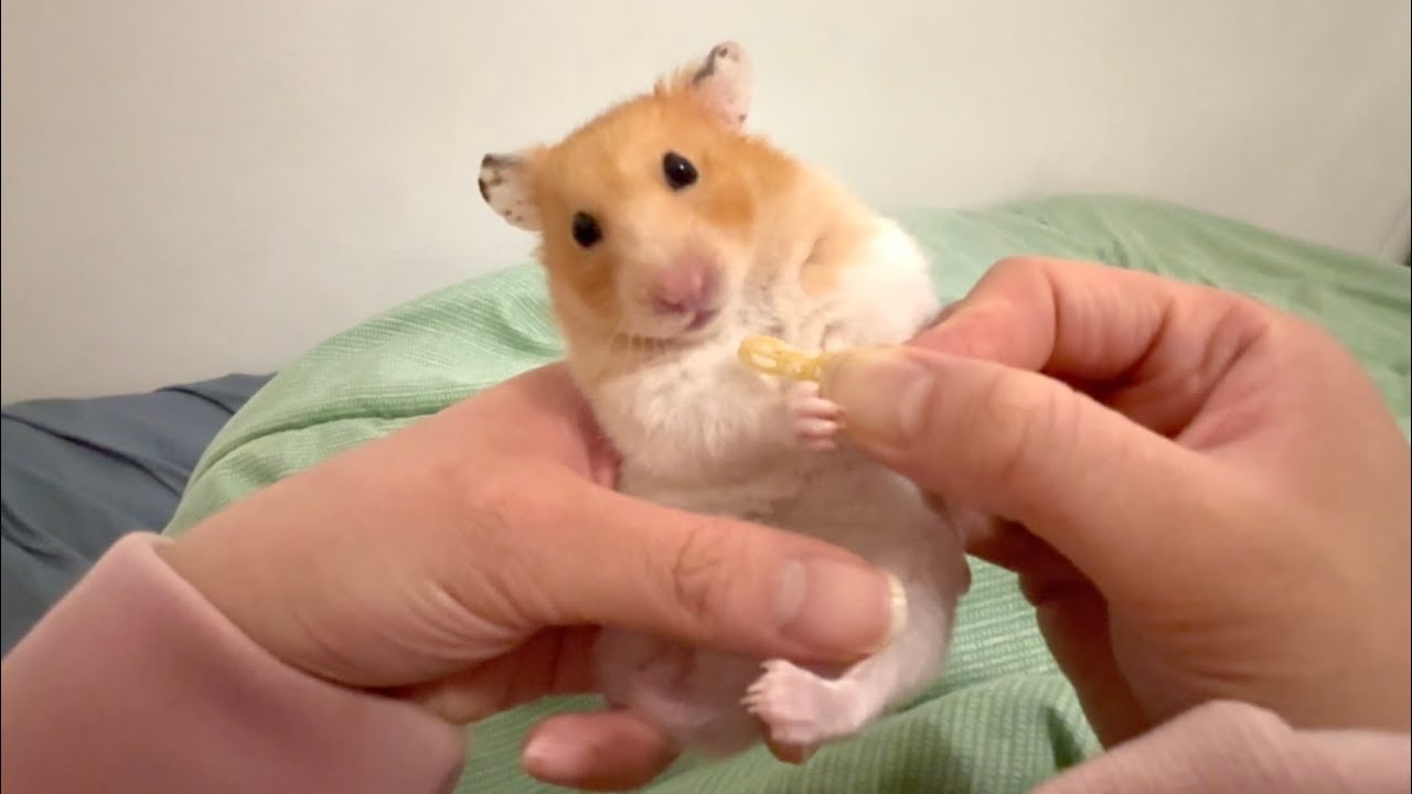 First time Hamurai trying haster-safe pasta 🍝 