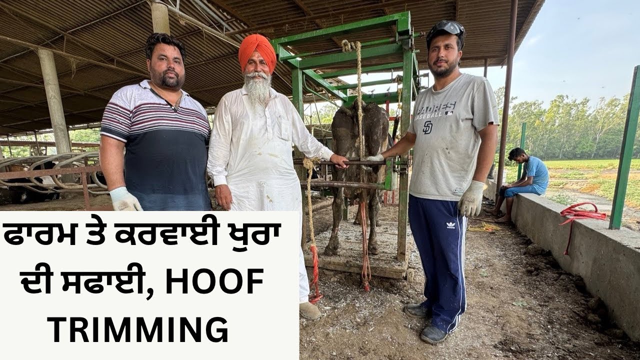 HOW WE DO HOOF TRIMING AT OUR DAIRY FARM ITS NECESSARY | AULAKH DAIRY FARM | RAMPURA PHUL | BATHINDA