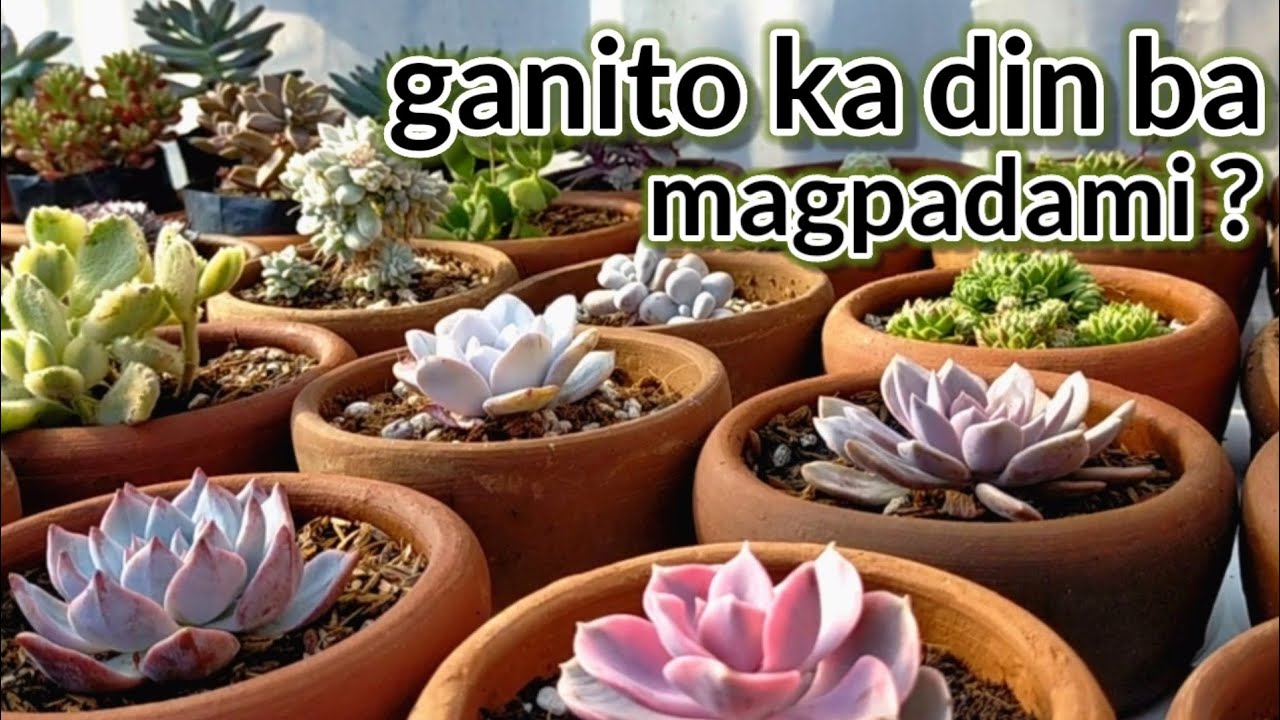Paano magpadami ng Succulents || Propagating my Imported Succulents immediately after arrival