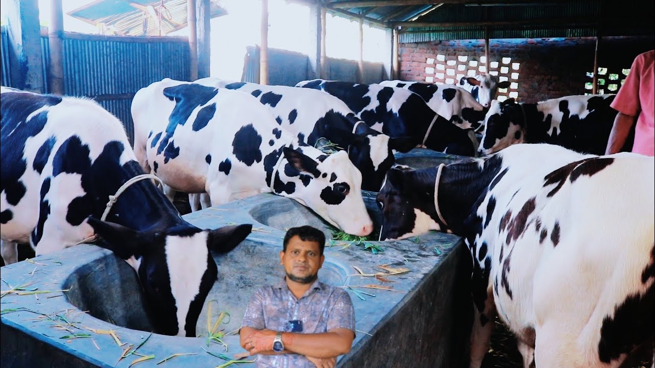 সারা বাংলাদেশ গাড়ি ভাড়া ফ্রি রমজান মাস উপলক্ষে স্পেশাল অফার সেরা কোয়ালিটি রেডি বকনা