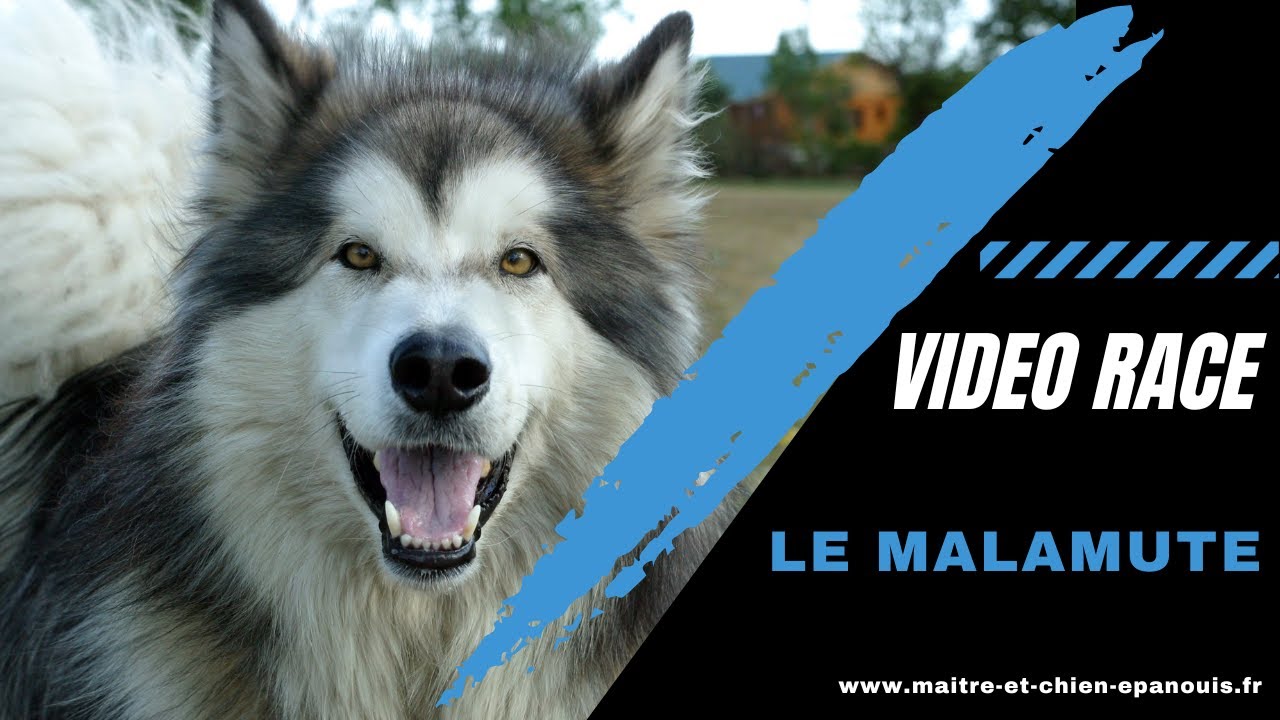 Découvrez le Malamute d'Alaska : éducation, santé, caractère...