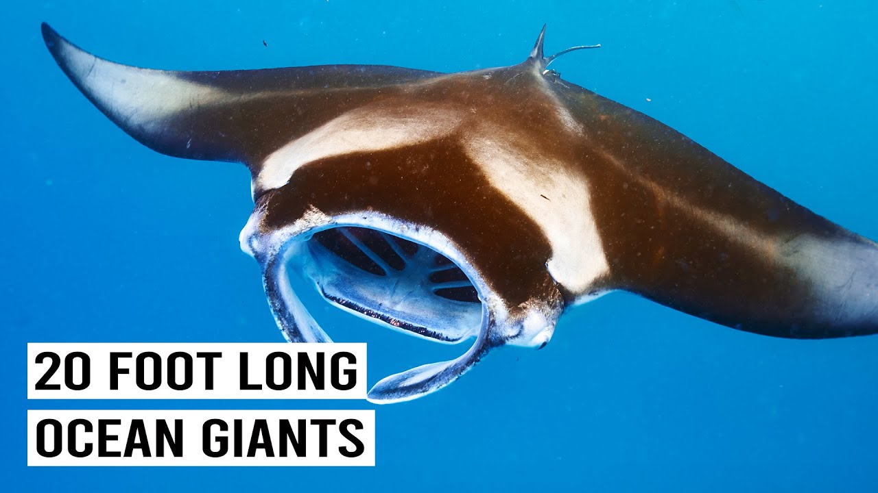 GIANT MANTA RAYS: The Secret World of Gentle Giants