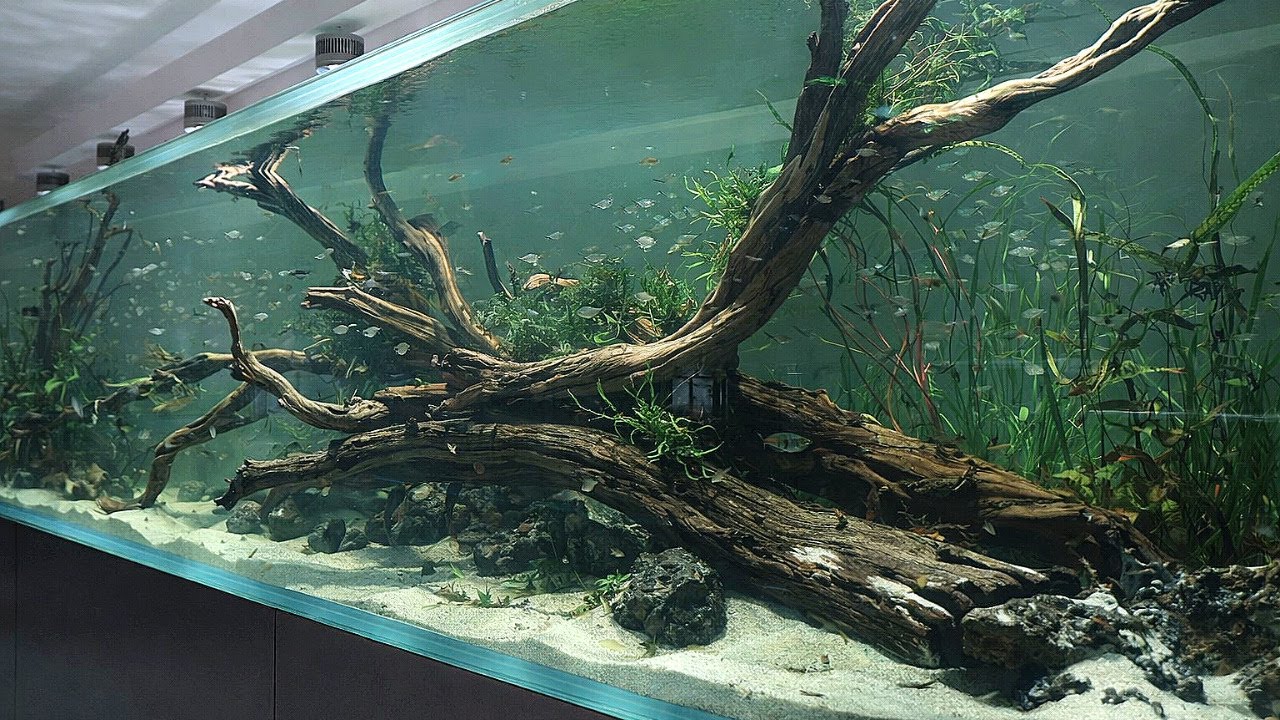 역대급 레이아웃…보면 멍해지는 어항#아쿠아가든#aquagarden#aquascape#aqua#aquarium#terrarium#paludarium#아쿠아카페#테라리움#물고기카페
