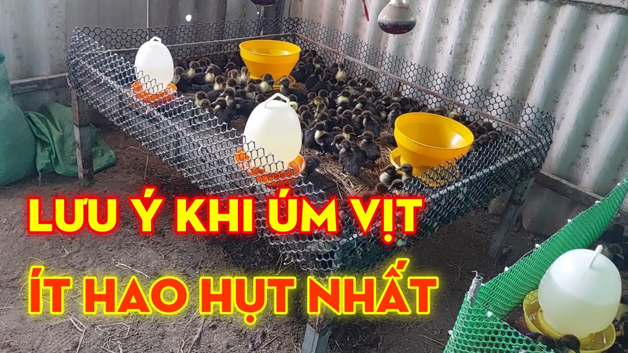 Ít người biết cách úm vịt như thế này sẽ ít hao hụt | Nông trại miền tây