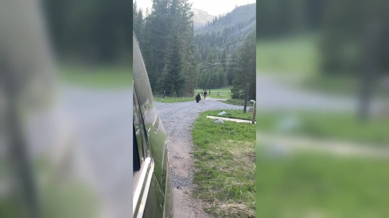 Montana bear biologist captures grizzly chasing moose in Cooke City