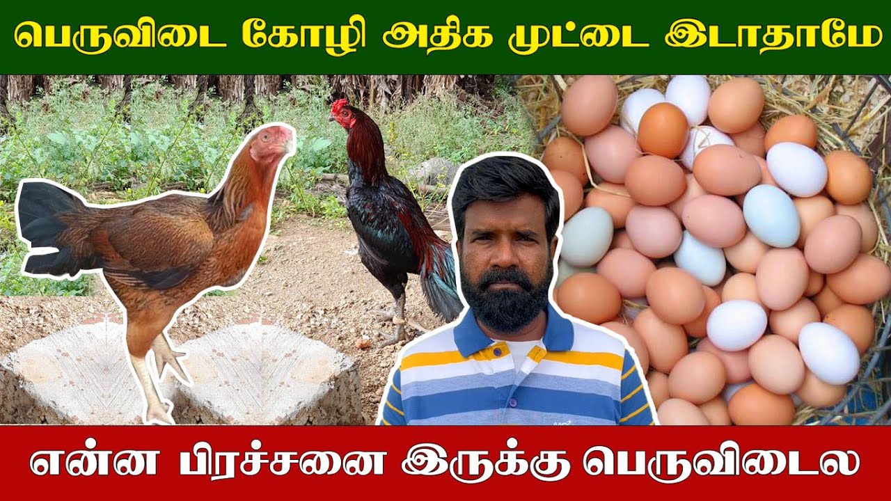 பெருவிடை கோழி அதிக முட்டை இடாதாமே | என்ன பிரச்சனை இருக்கு பெருவிடைல | TAMIL | GUNA NATTUKOZHI PANNAI