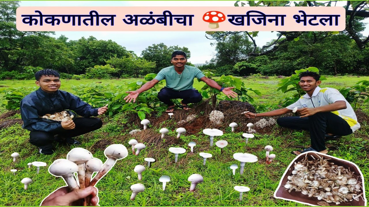 🌧️पावसाळ्यातील खर सोन🍄एका ठिकाणी भेटली एवढी अळंबी🍄कोकणातील रानमेवा (अळंबी)Alambi 'mushroom #mushroom