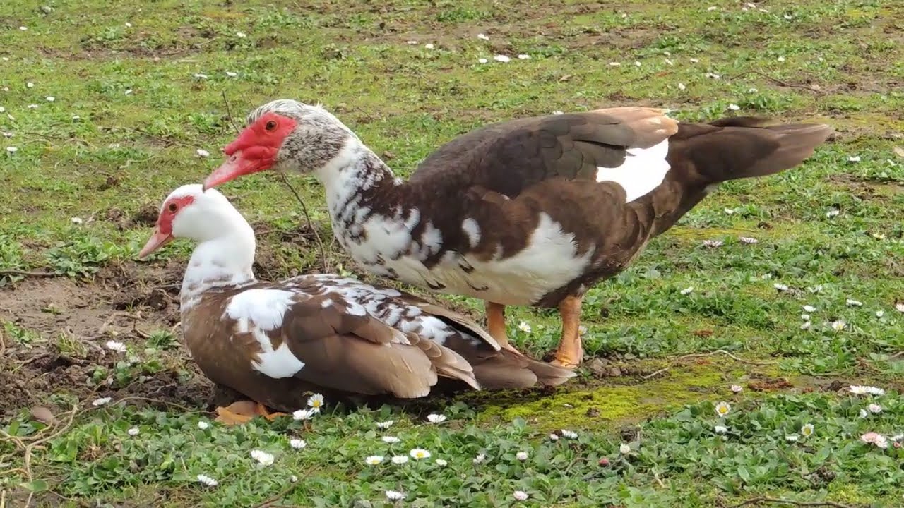 Canard de Barbarie