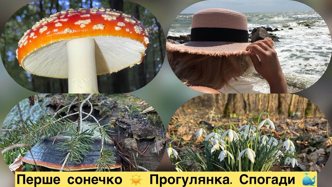 Перше сонечко ☀️ Прогулянка 25.02.26 🌲 спогади 🐳