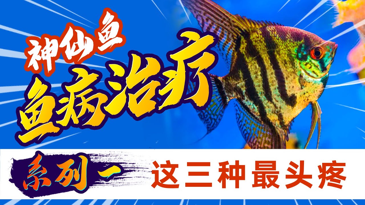 【鱼病治疗】3种最头疼的神仙鱼疾病，得病原因，症状以及如何治疗，饲养神仙鱼技巧，如何养好神仙鱼