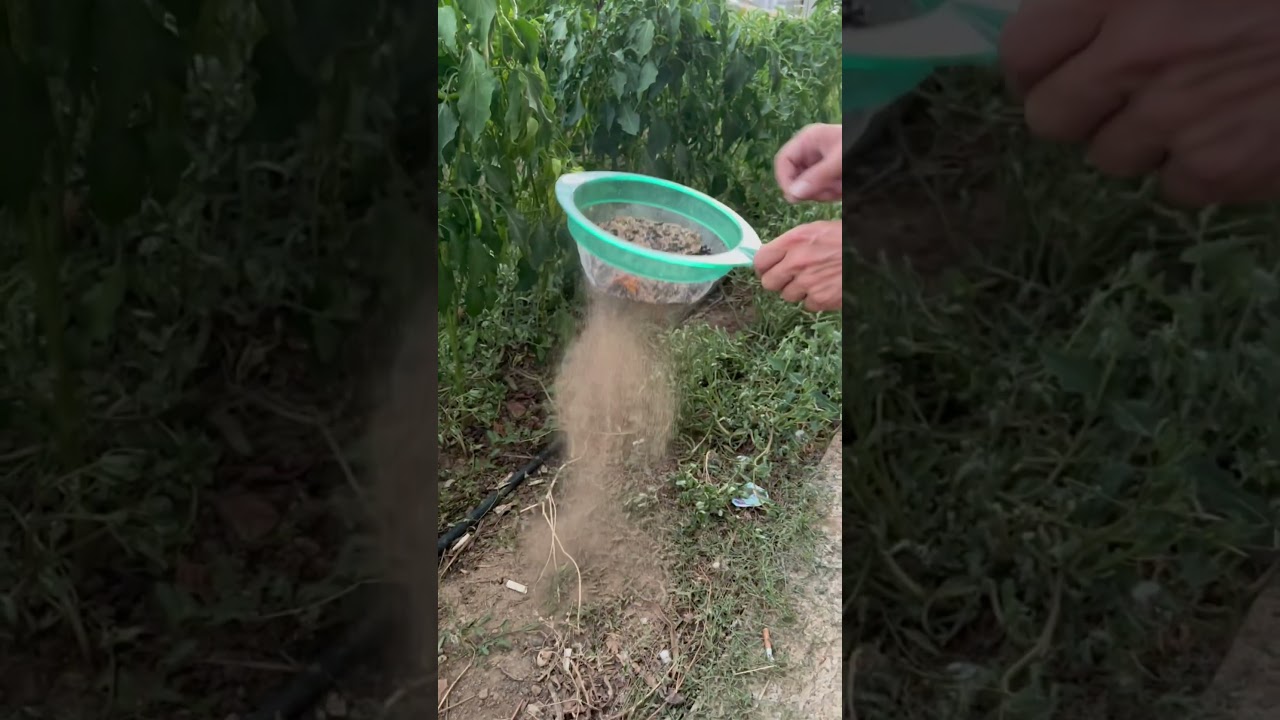 Un Kurdu K&uuml;lt&uuml;r Temizliği #unkurdu #muhabbetkuşu #showjumbo #budgie #budgerigar #&uuml;retim #beslenme