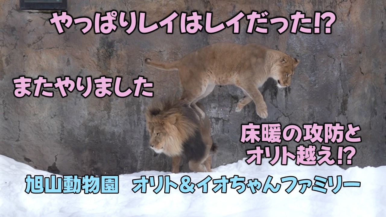 旭山動物園　やっぱりレイはレイだつた⁉　またやりました　床暖の攻防とオリト越え　Orito & Io family　Lion family　Asahiyamazoo