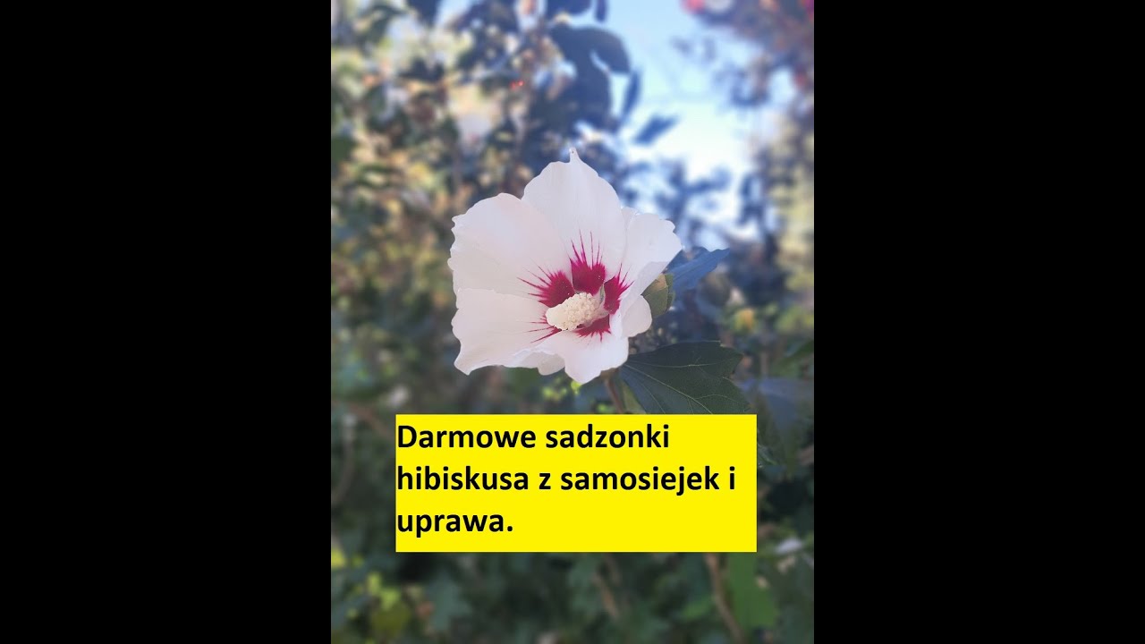 Hibiskus sadzonki za darmo - rozmnażanie i uprawa #hibiskus #ketmia