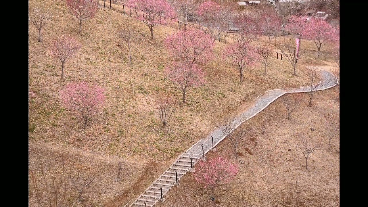 2026年2月17日　梅　吉野梅郷（東京都青梅市）