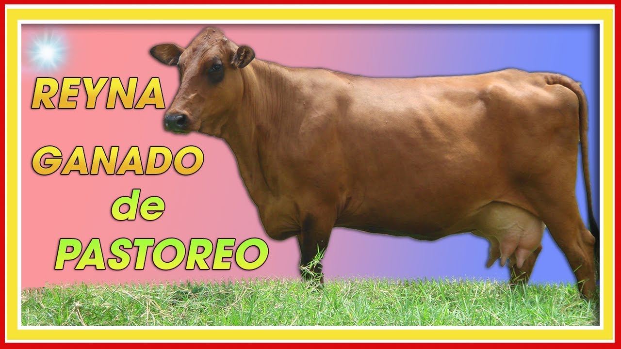 BONDADES del ganado criollo REYNA ǀ Ing. Jannin Hernández Blandón