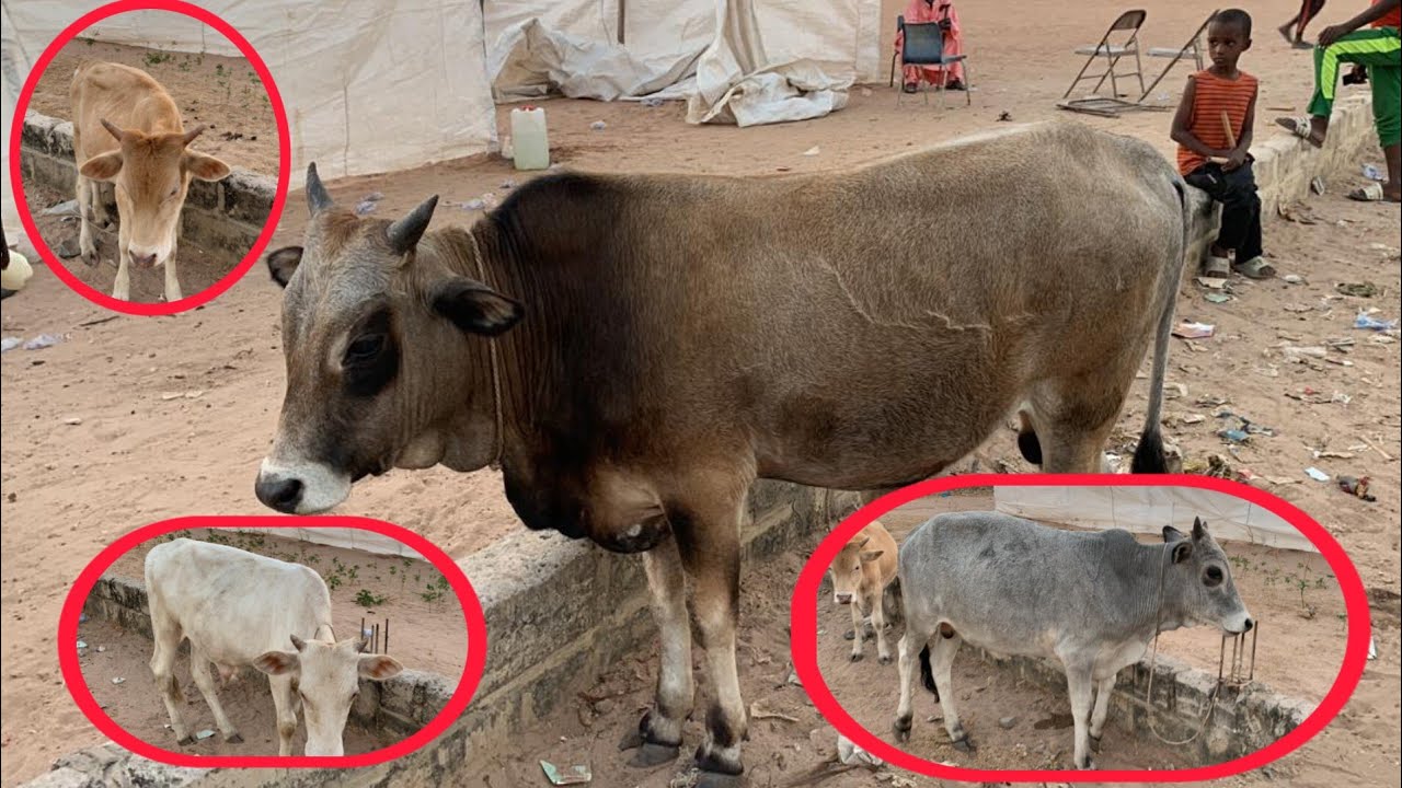 Les jolies bœufs🐄🐂🐂 lamb DIOP PRODUCTION à karang le 17 janvier 2024