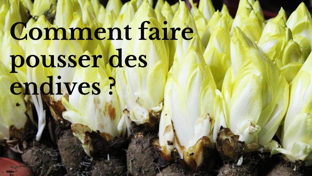 Comment faire pousser  des endives ?
