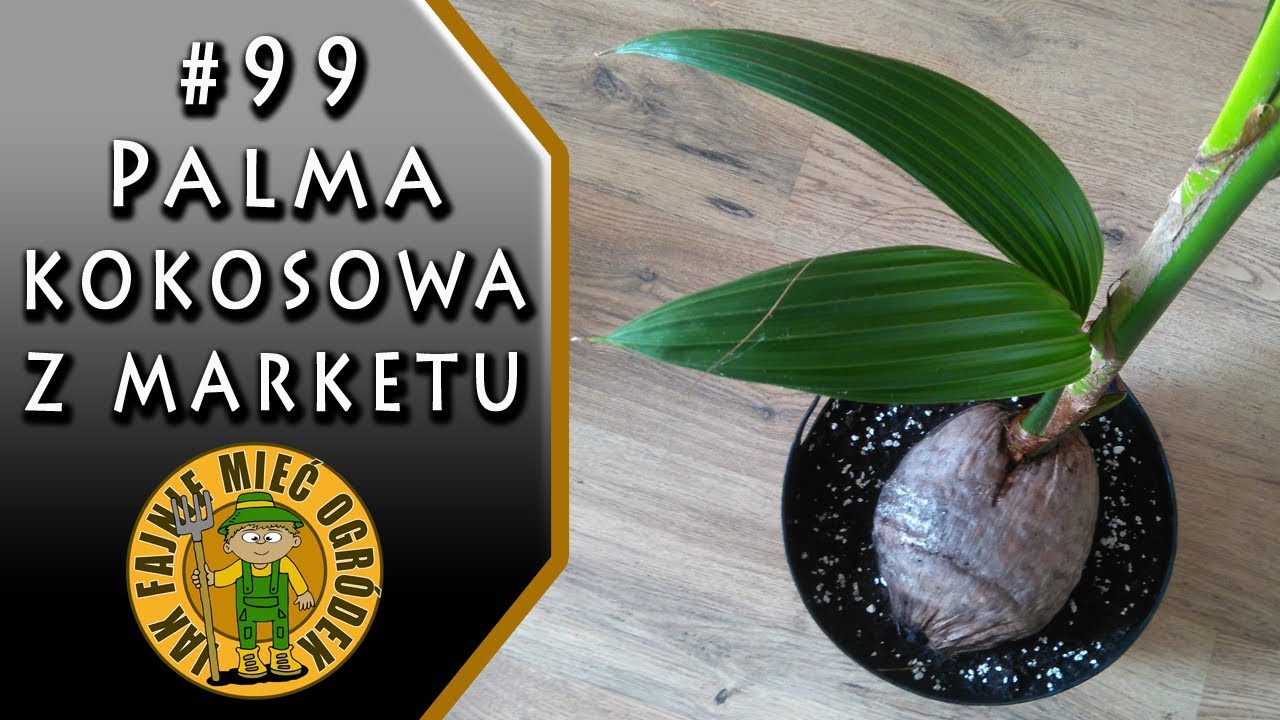 #99 Palma kokosowa (Cocos nucifera) - kupiłem w markecie za grosze, jak postępować po zakupie?