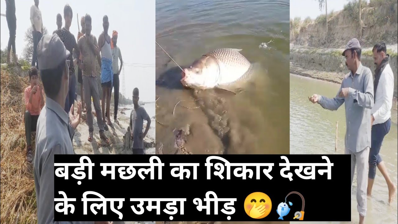 बड़ी बड़ी मछलियों का शिकार कैसे होता हैं LIVE देखें #viral #fish #live #shikar #videos