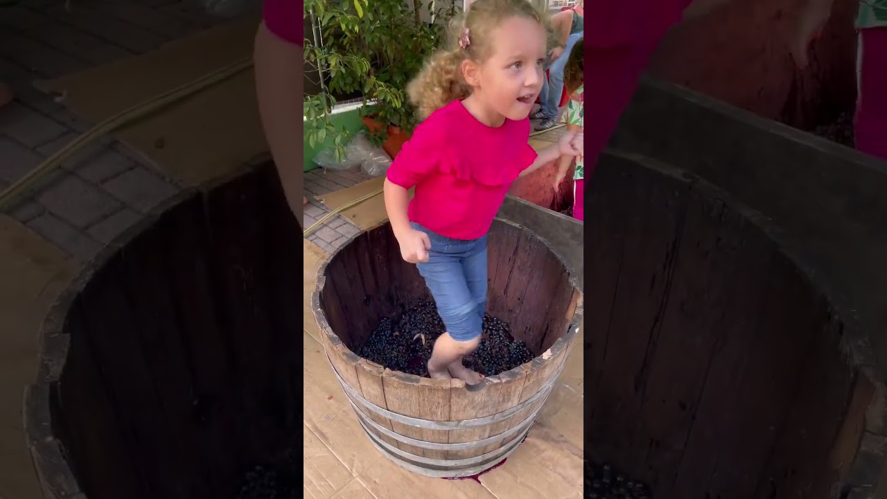 Grape stomping, a traditional italian method of wine making