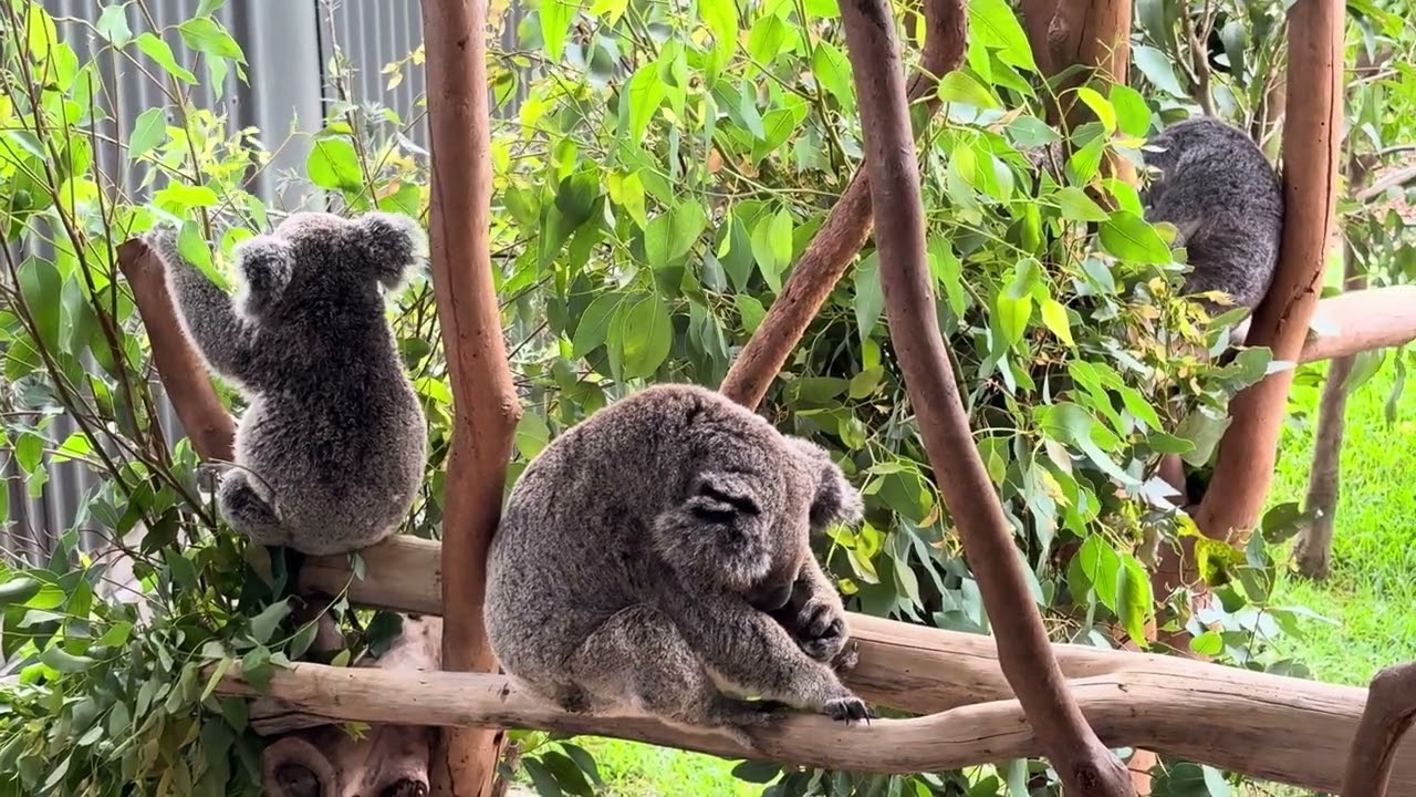 Snack Time While Everyone Sleeps 😌🐨 | Baby Koala Edition