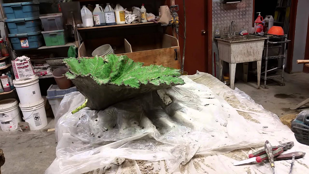 Concrete leaves,how to flip a Gunnera leaf casting.