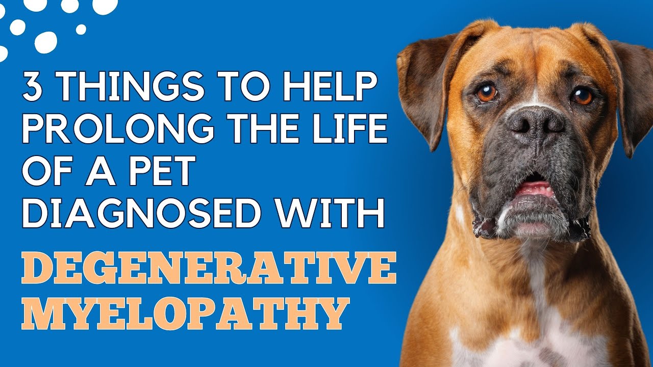 3 Things to do to help prolong the life of a pet diagnosed with Degenerative Myelopathy