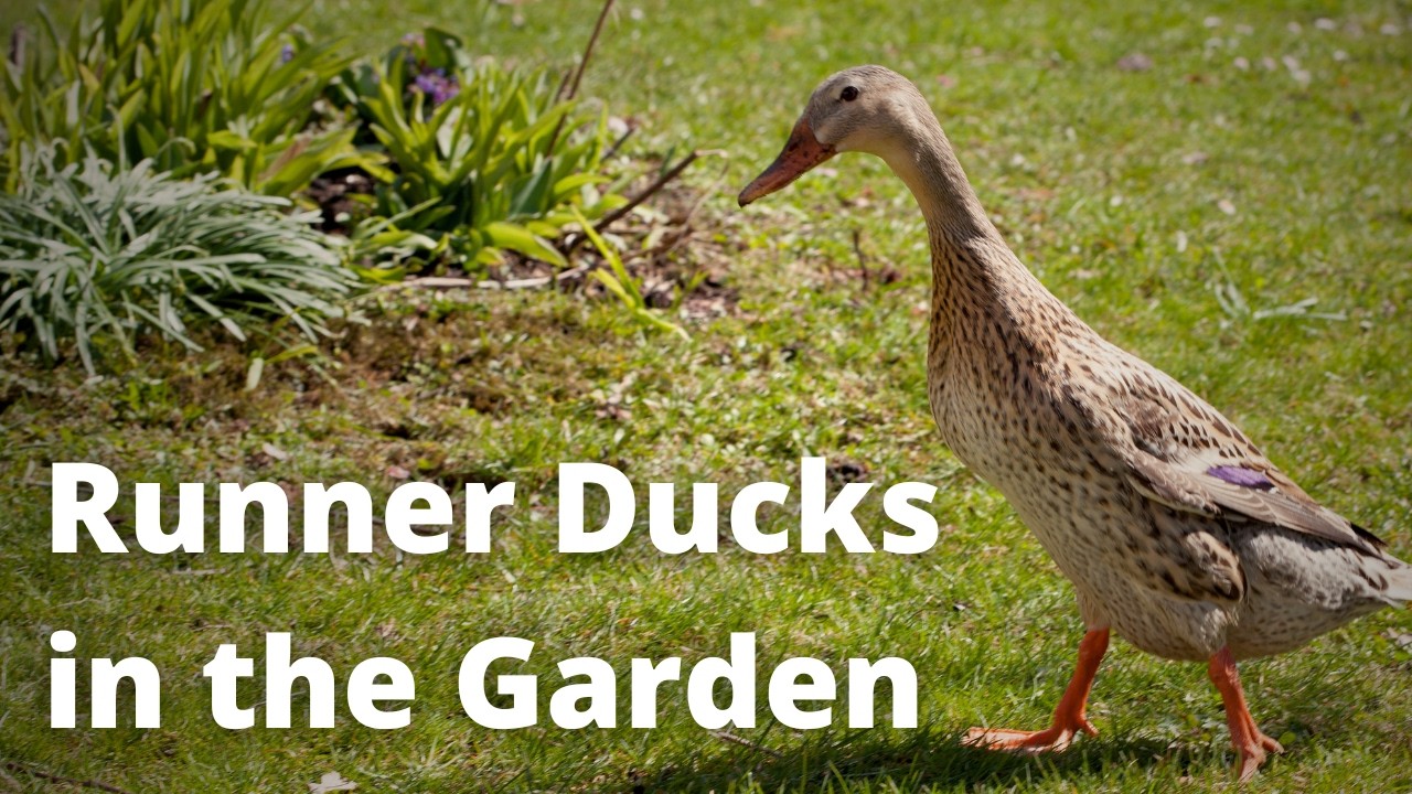 Runner Ducks for Slug Control: Are they worth it?