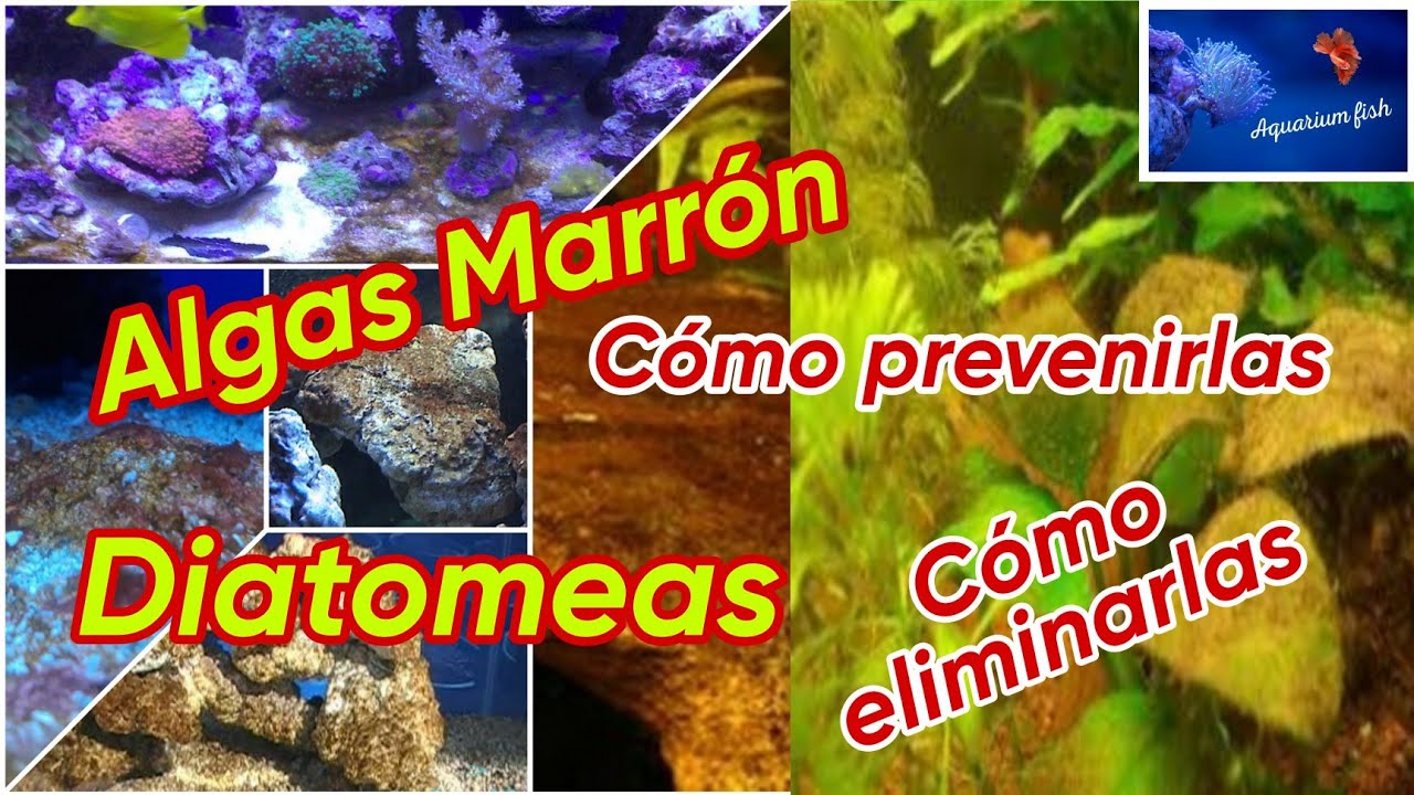 Cómo eliminar el alga marron - diatomeas del acuario