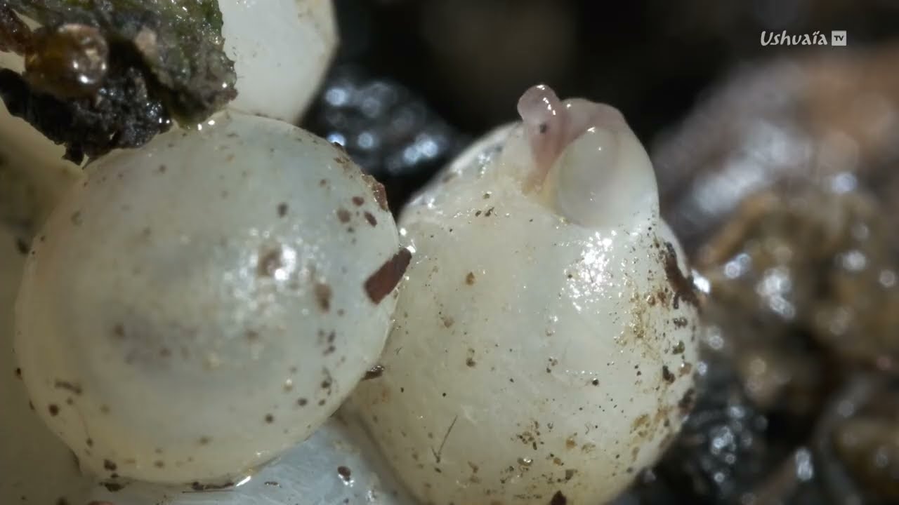 Plan&egrave;te collemboles, la vie secr&egrave;te des sols