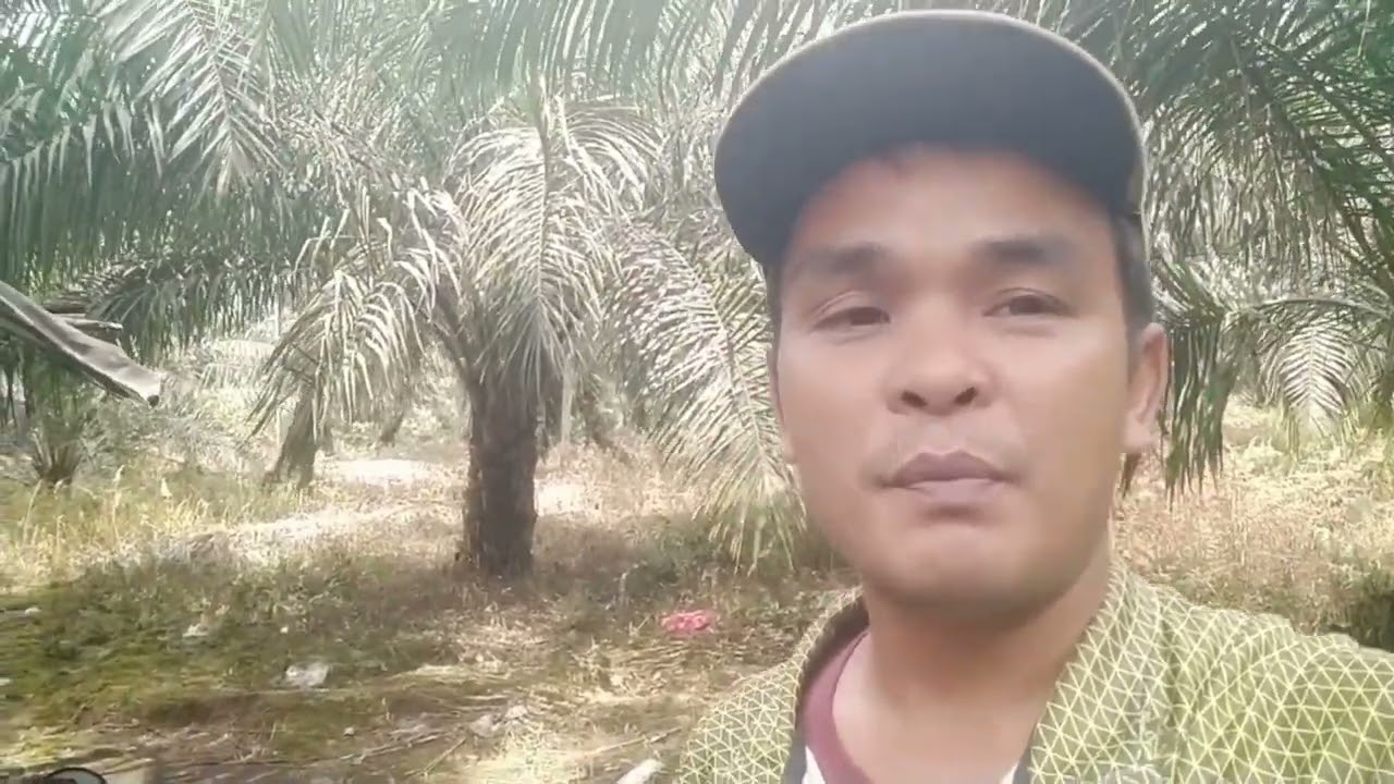 Ingin menjerit suami lihat bibit sawit seperti ini||inilah kondisi kebun kita sekarang