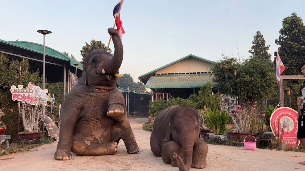 สองพี่น้อง  เป็นสะพานบุญ  ให้คุณมายfcเขาใหญ่