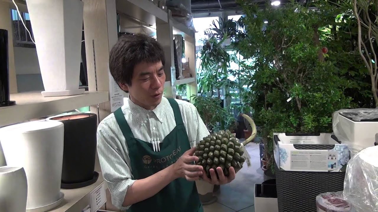 タコノキの実の紹介