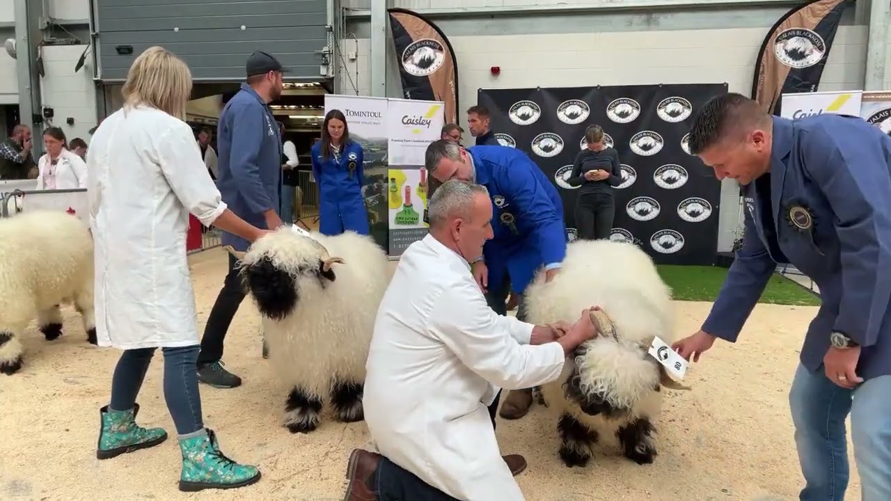 Valais Blacknose Carlisle Grading and Showing at 2 00pm until 4 30pm approx Friday 22nd August’25