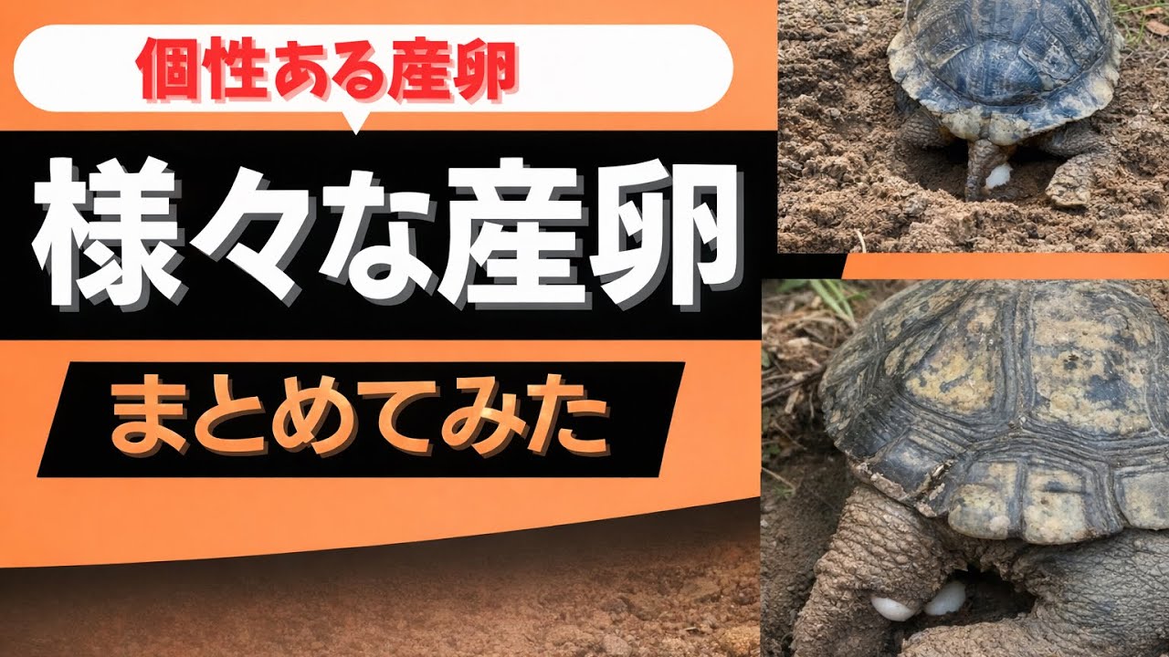 【2025年】産卵総集編〜それぞれ個性のある〜