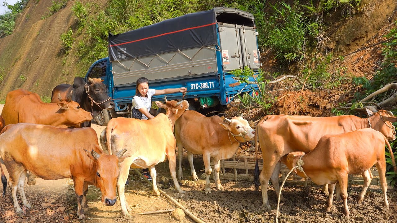 Use Trucks To Buy Cows From Far Away and Transport Them Back To Sell To The Villagers. My Farm - Đào