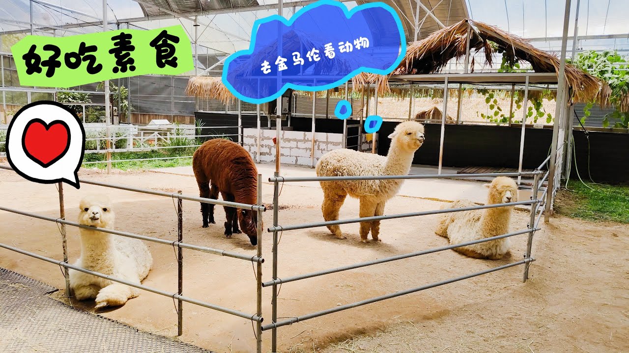 【Day 2】 金马伦看动物 🐑 zoomania 🐑 一定要去tokyo town 🇯🇵