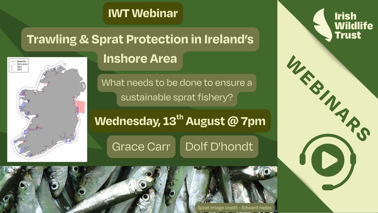 IWT Webinar: Trawling & Sprat Protection in Ireland’s Inshore Area