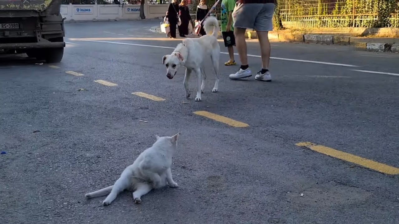 Angry White Cat Encounters A White Dog.