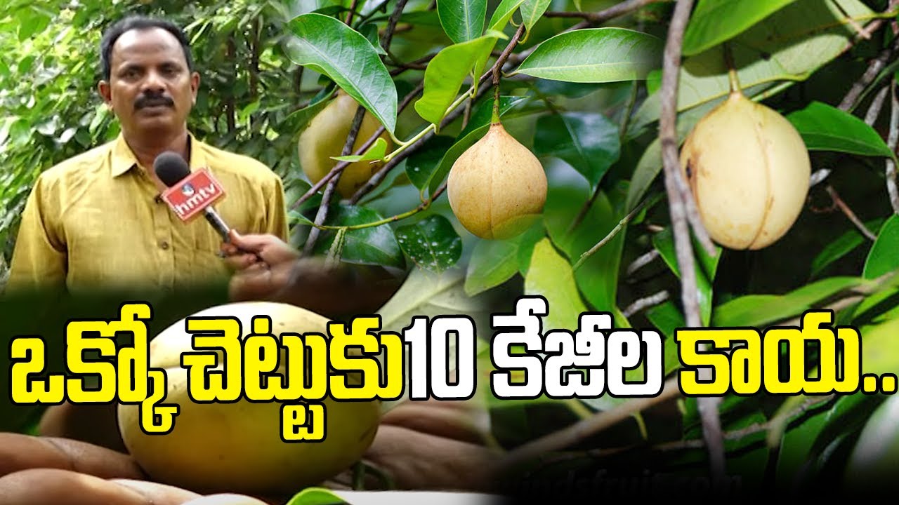 ఒక్కో చెట్టుకు10 కేజీల కాయ | 10kg Nuts Per Tree | hmtv agri