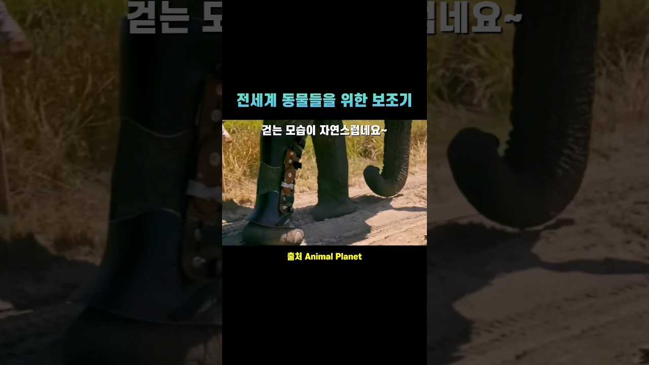 동물보조기 전문가 Derrick Campana가 만든 코끼리 발목보조기