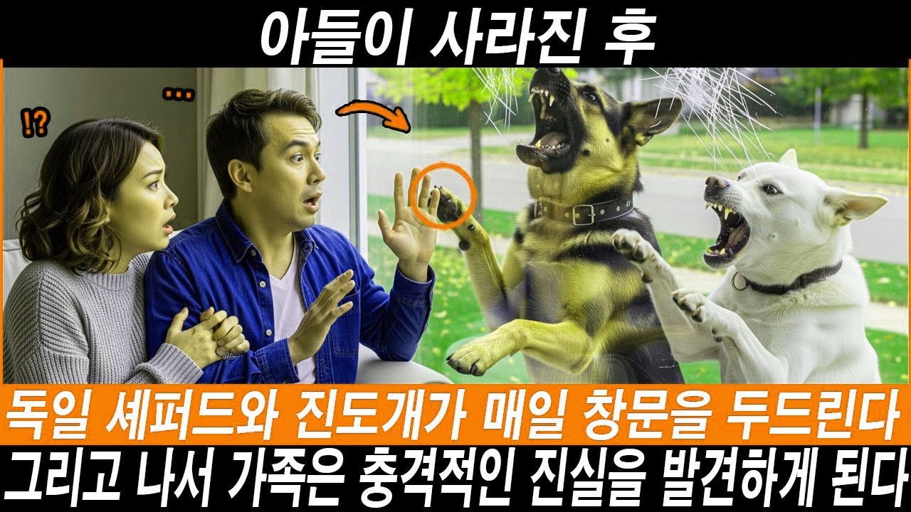해외감동사연 아들이 사라진 후, 한 마리의 양치기 개와 한 마리의 이상한 진도견이 매일 창문을 두드리며 그들을 놀라게 했다  #해외반응 #외국반응 #외국인반응#실화기반 #진돗개