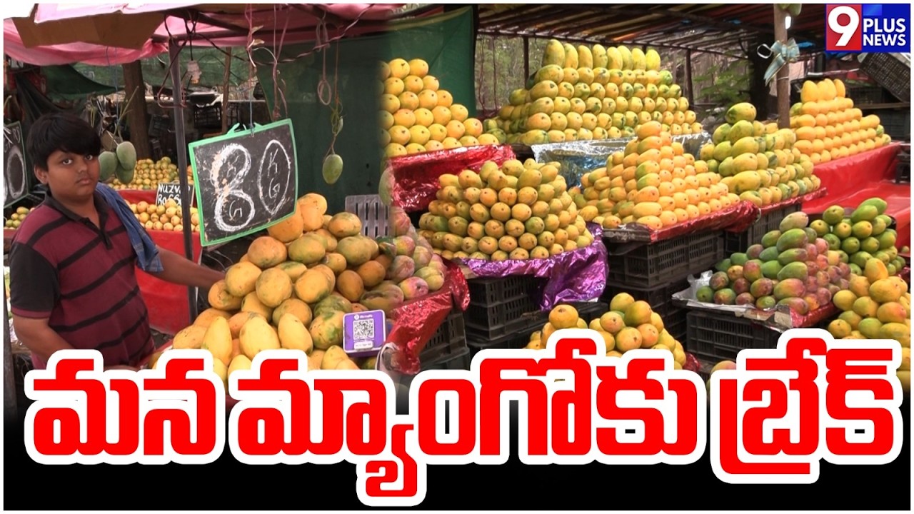 మన మ్యాంగోకు బ్రేక్..| Japan Imposes Strict Ban On Indian Mangoes | 9plus News