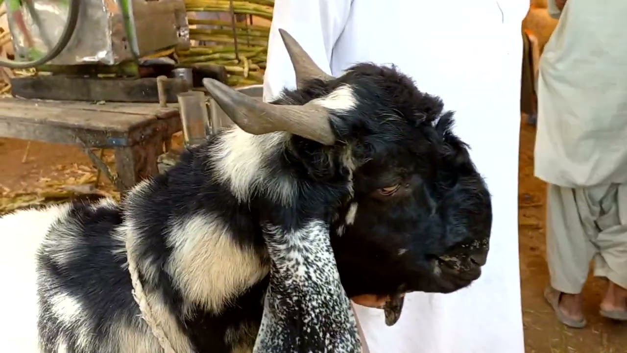 DDP breed goats | Daira Din Panah goat farming